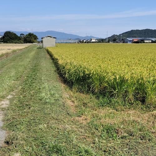 R7年朝日米 自然栽培(10年以上) で作った おいしいお米10kg（玄米