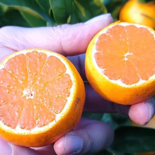 長崎特選紅八朔２Ｌ〜4Ｌサイズ15キロ入り（約30個） 八朔 ご家庭用 2kg サイズ混合 ｜ 果物/オレンジ・その他みかん 産直