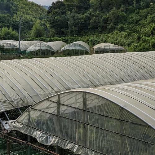 福岡県限定生産】じぃじのいちじく・秋（とよみつひめ20〜35個 