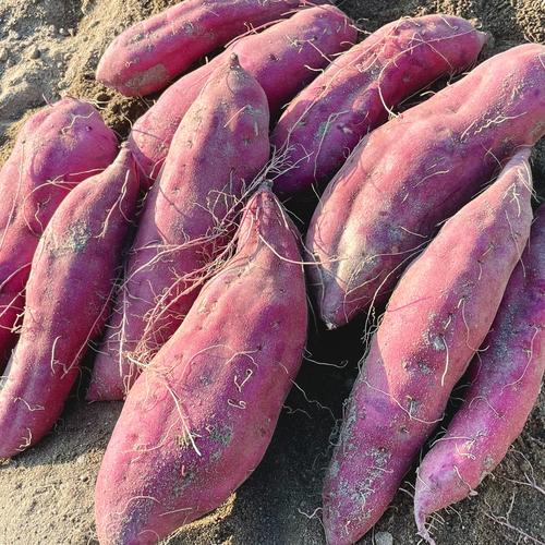 飲食店向け】ほくほく食感と上品な甘さ！なると金時(訳あり)15kg