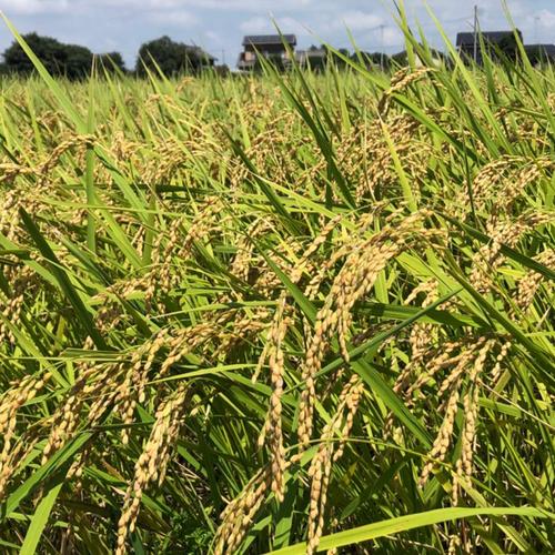 R7年産特別栽培米 彩のかがやき 2kg ｜ 米・穀物/米/精米 産直アウル