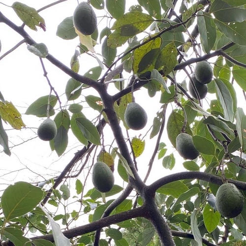 国産「島アボカド」約1kg（4〜5個） ｜ 果物/その他果物 産直アウル