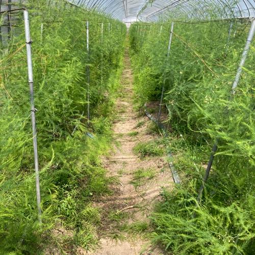 R7 愛媛県産　にこまる　玄米　10キロ 愛媛県西条産 にこまる 玄米 10キロ ｜ 米・穀物/玄米 産直アウル 農家
