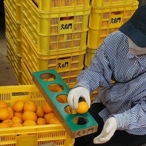 ✨️津之輝✨️つのかがやき3キロ | 果物/オレンジ・その他みかん 産直