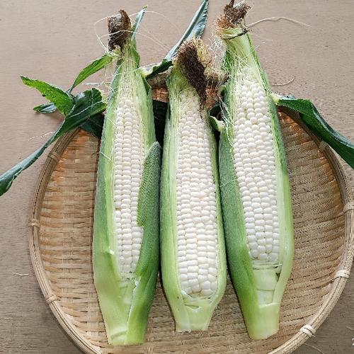 新にんにく】みずみずしく『フレッシュな香り』重量約1kg60サイズ
