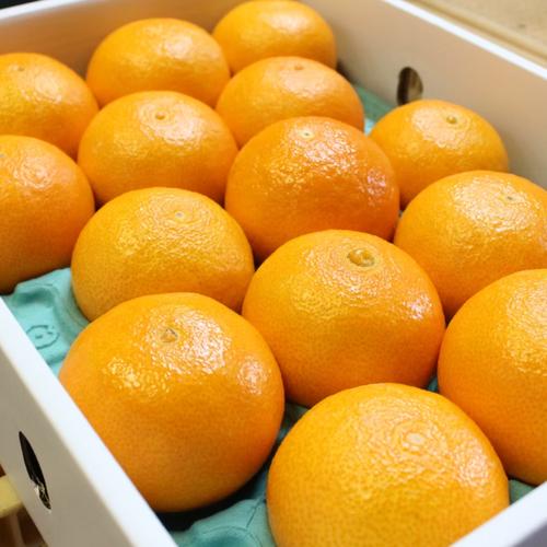 【数量限定】愛媛県産　まどんな　ハウス栽培　家庭用　農家直送　Mサイズ ハウス栽培‼️5kg家庭用恋まどんな‼️ ｜ 果物/オレンジ・その他みかん