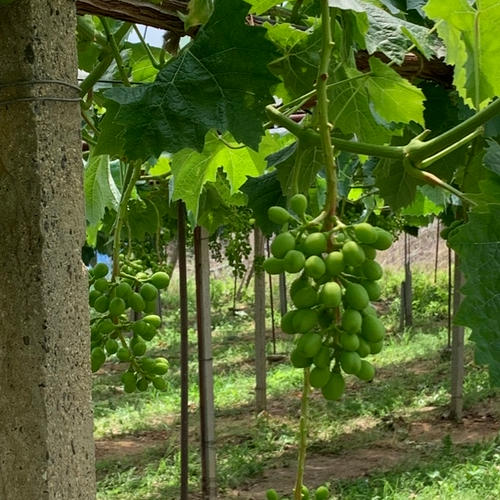 26farm（香川県・さぬき市）｜生産者詳細｜産直アウル