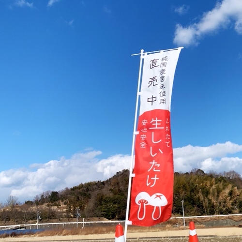 大容量】お得な生しいたけ1kg詰め合わせ 秀〜優 M/Lサイズ 大容量】お得な生しいたけ1kg詰め合わせ 秀〜優 M/Lサイズ