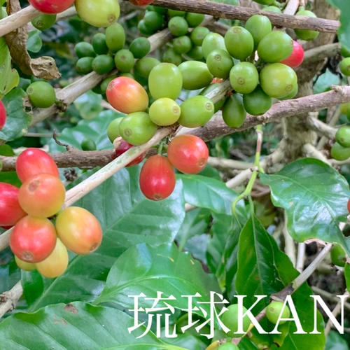 沖縄県産 Ｎさんの赤グアバ Ｂ品・Ｃ品約５kg【常温便】① 楽天市場】【送料無料】沖縄県産 グァバ 約5kg（赤・白おまかせ）南国