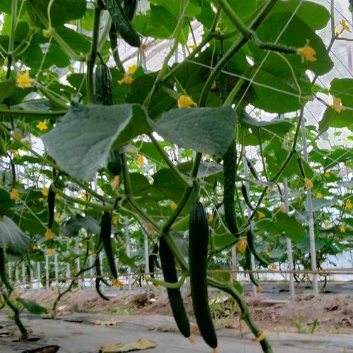 川名農園 トマト A品 L玉18〜20個 約4.5kg ｜ 野菜/トマト 産直アウル