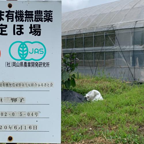 青パパイヤ3kg【農薬不使用・化学肥料不使用・おかやま有機無農薬認証