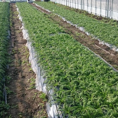 山梨マカパウダー 30g | 野菜/野菜の加工品 産直アウル 農家から直接