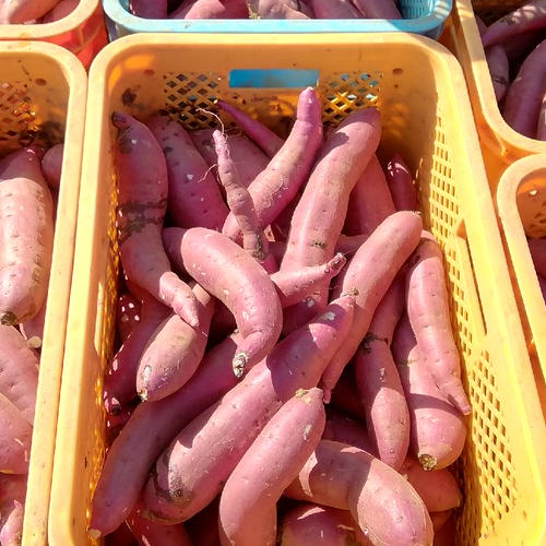 お徳用」茨城県行方市特産 さつまいも(紅はるか)5キロ | 野菜