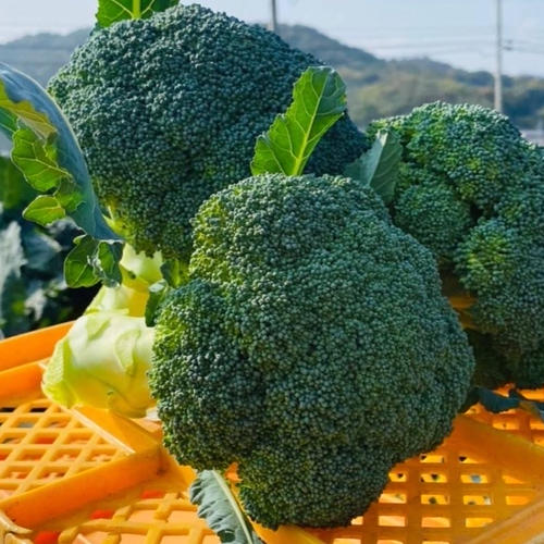 無くなり次第終了！】秋ブロッコリーsk9-099 | 野菜/ブロッコリー 産直