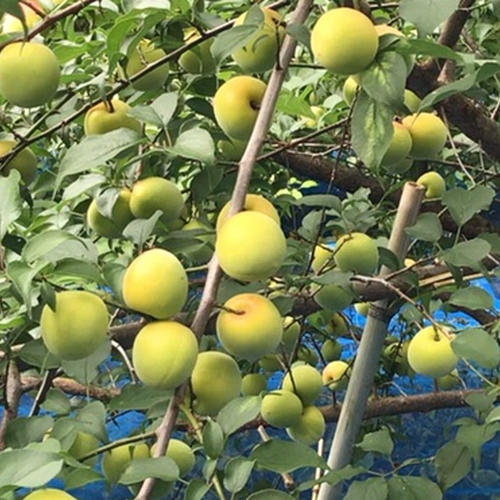 ご予約受付中】新鮮！ 朝採り旬の筍 3kg 4月中旬頃から発送予定