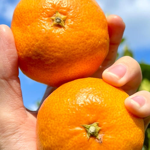 瀬戸内海の島育ち！レモン 3キロ | 果物/香酸柑橘(ライム・レモン等