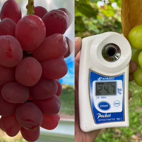 最高糖度25度】幻の最高傑作🍇10月上旬発送～大自然を最大限享受した
