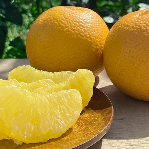 9kg 【訳あり】甘夏(あまなつ) ｜ 果物/オレンジ・その他みかん 産直