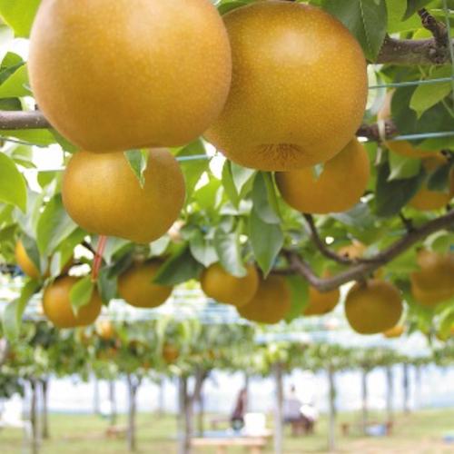新高 梨 7-8個 愛媛県産 新高梨 ナシ なし ｜ 果物/梨 産直アウル 農家 