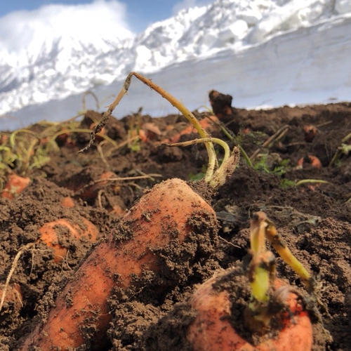北海道産訳ありゆり根2㎏ | 野菜/その他野菜 産直アウル 農家から直接
