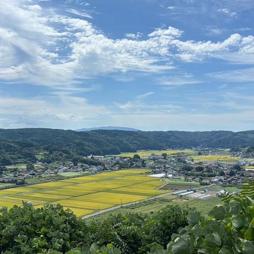 MOA自然農法 訳あり品 紫菊芋 5kg ｜ 野菜/その他野菜 産直アウル 農家