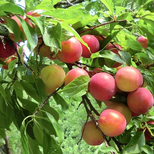 無農薬の極甘すもも 赤い果肉のジューシーすもも1.2キロ | 果物/すもも