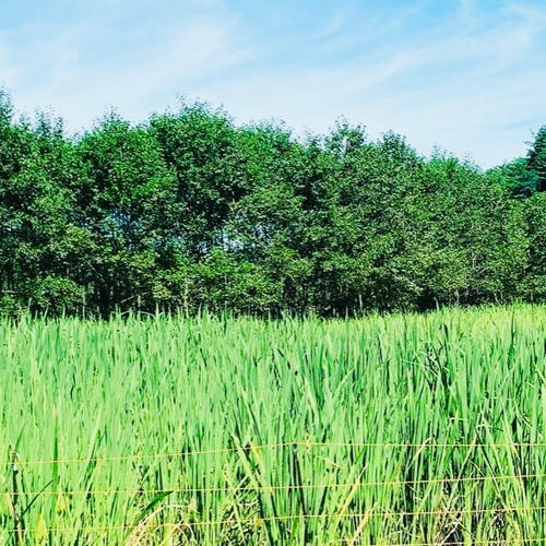 訳あり！】マコモダケ2キロ | 野菜/その他野菜 産直アウル 農家から