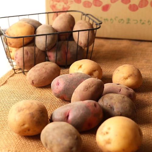 春の新じゃがいも ながさき黄金 10kg ｜ 野菜/じゃがいも 産直アウル