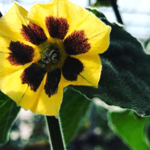 爽やかトロピカル🍊そのまま食べられるフローズンゴールデンベリー