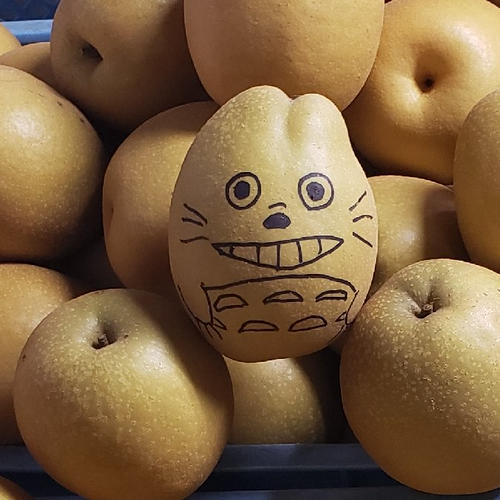 まぼろしの梨、かおり梨5キロ箱ご家庭用 | 果物/梨 産直アウル 農家