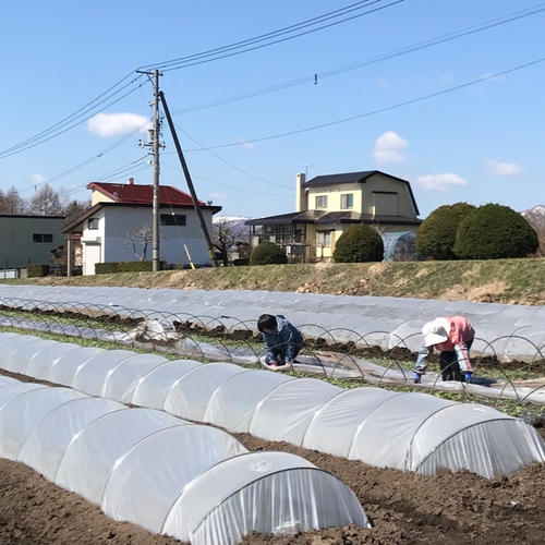 長ネギ1.8kg | 野菜/ねぎ 産直アウル 農家から直接野菜などの食材を