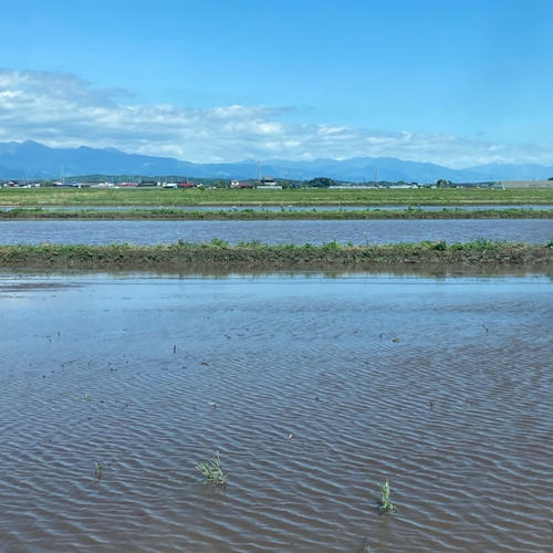 栃木県産鬼怒川水系コシヒカリ玄米30kg ｜ 米・穀物/玄米 産直アウル