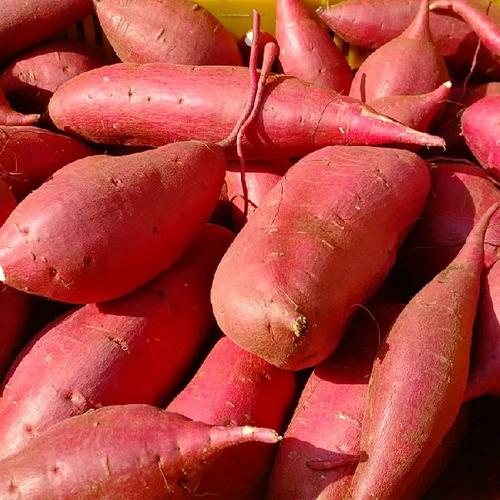 熟成 ふくむらさき 約10キロ サイズバラバラ 福紫 さつまいも 芋