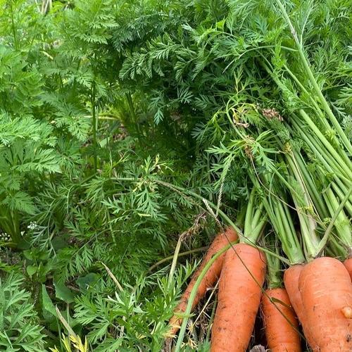 柚子 ゆず 2kg 農薬・化学肥料不使用 | 果物/香酸柑橘(ライム・レモン