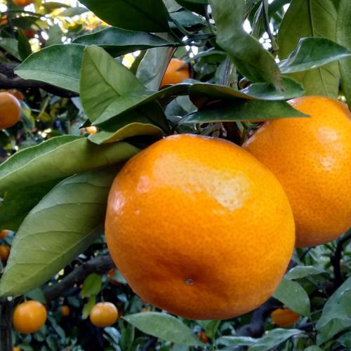 新品種》【家庭用】プリンセス 2kg 最強コラボの新品種(まどんな×甘平