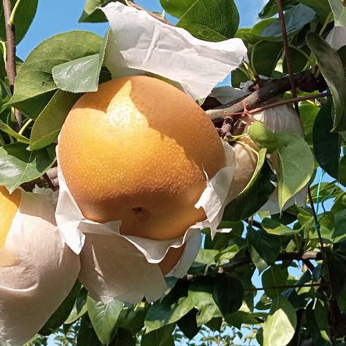 愛宕(あたご)梨 約4kg ☆数量限定 ｜ 果物/梨 産直アウル 農家・漁師