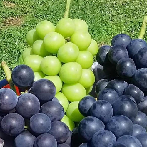 信州産巨峰（種あり）信州産巨峰4kg（10房前後） | 果物/ぶどう 産直