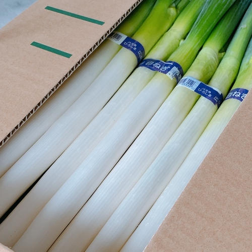 池ちゃん農園の白ネギ 2L size | 野菜/ねぎ 産直アウル 農家から直接