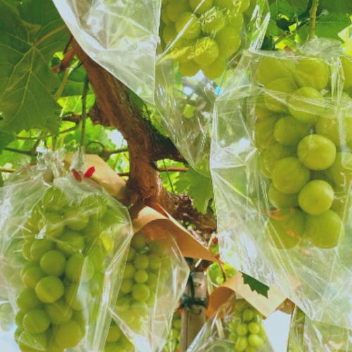 大注目品種】とっても甘〜い 赤い宝石！クインニーナ2房 | 果物/ぶどう