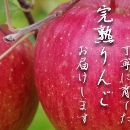 洋梨レッドバートレット Mサイズ コンポートなどお料理にも | 果物/梨