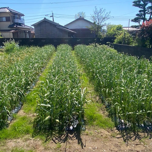 生ニンニク（送料込み）無農薬 ｜ 野菜/にんにく 産直アウル 農家