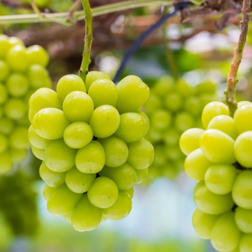 3M-2家 花笑み農園 岡山『ぶどう3種MIX』（シャイン＋厳選2種）約2kg