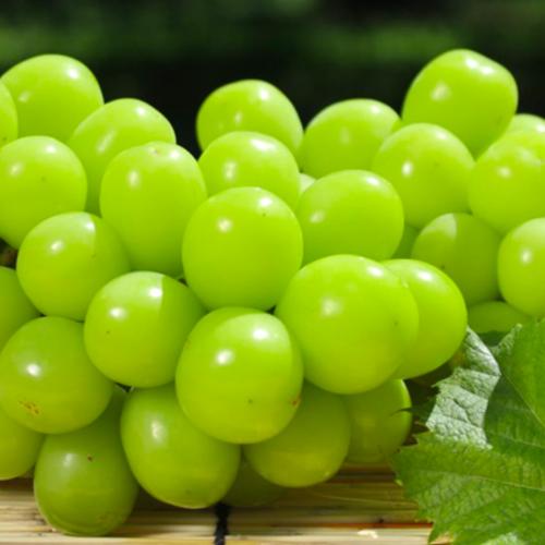 山梨県産】巨峰(種無し)2kg（5〜7房）山梨県南アルプス市産【常温便