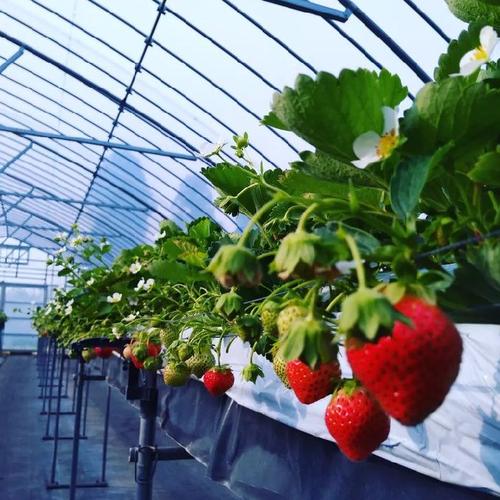 朝採れ当日発送！84粒（42玉2パック）！夏秋いちご 青森県産 すず