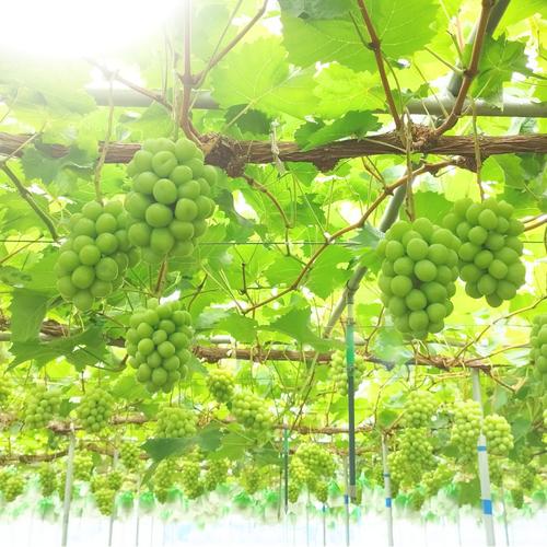 贈答用】岡山県産瀬戸ジャイアンツ2房［1.4キロ以上］贈答用大きめの房