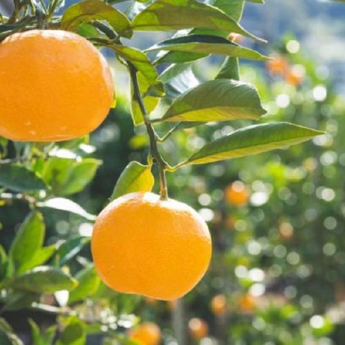 小玉 有田みかん 3S〜2Sｻｲｽﾞ(キズあり)箱込み3kg | 果物/温州みかん