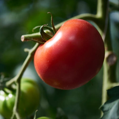 1030FARM 水府トマト（茨城県・常陸太田市）｜生産者詳細｜産直アウル