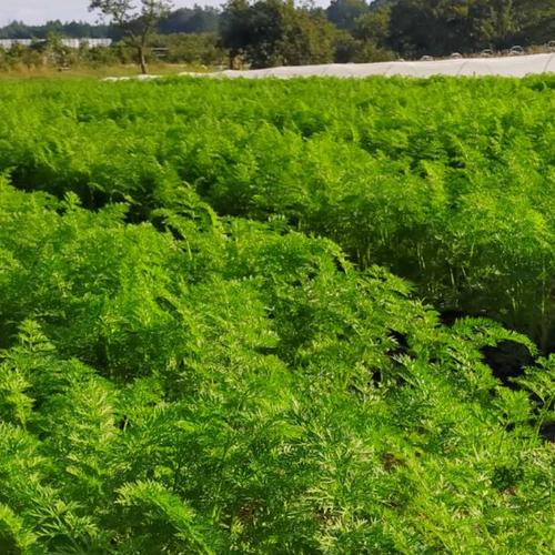 訳あり】小さな新玉ねぎ 約1.5kg 丸ごと利用に最適！！ 品種：ソニック