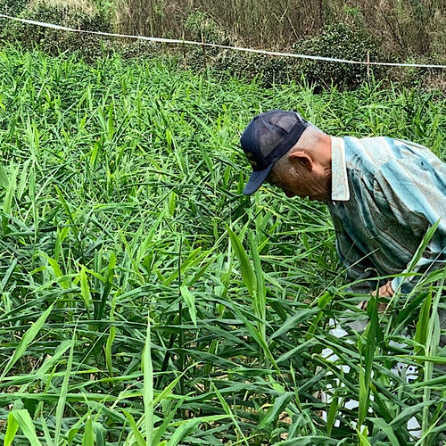 熊本県産』和栗 生栗 栗 採れたて！農薬不使用！ | 果物/栗 産直アウル