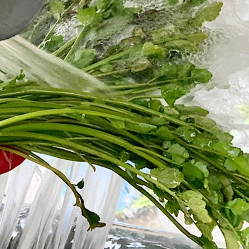🍀茨城県産 せり🍀5束 600g ｜ 野菜/その他野菜 産直アウル 農家